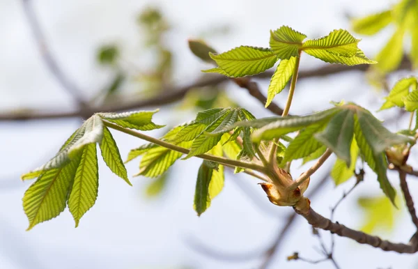 Natuur — Stockfoto