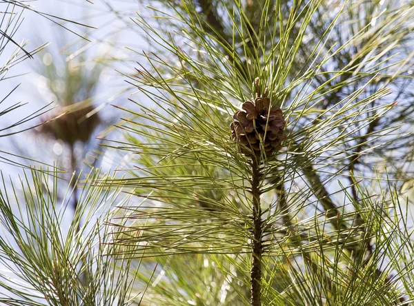 Nature — Stock Photo, Image