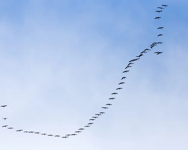 Naturaleza — Foto de Stock