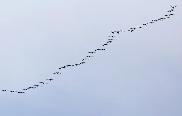 Nature — Stock Photo, Image