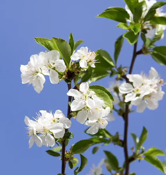 Natur — Stockfoto