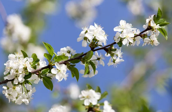 Doğa — Stok fotoğraf