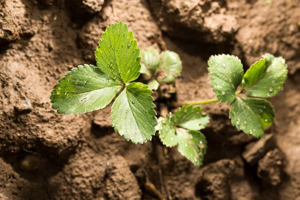 Naturaleza — Foto de Stock