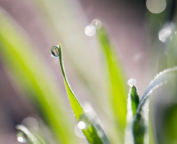 Natur — Stockfoto