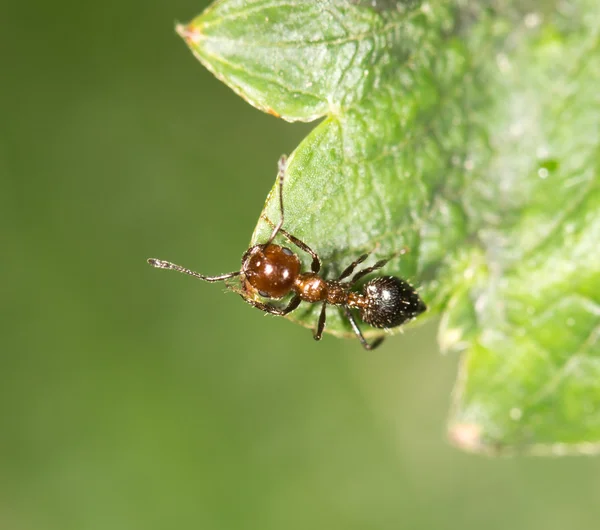 Naturaleza — Foto de Stock