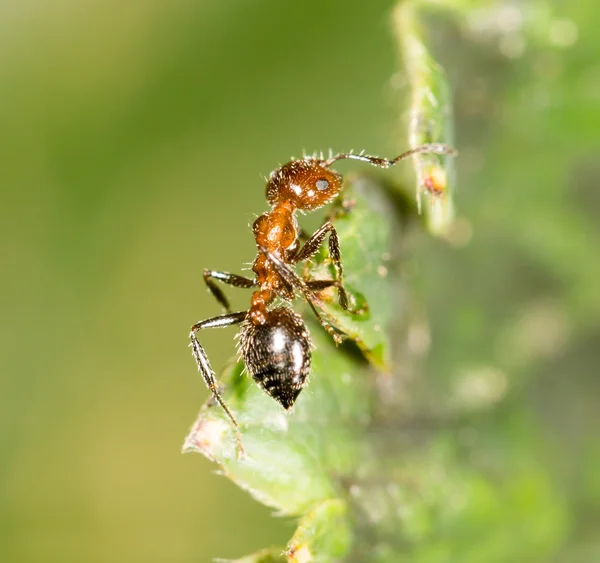 Naturaleza — Foto de Stock