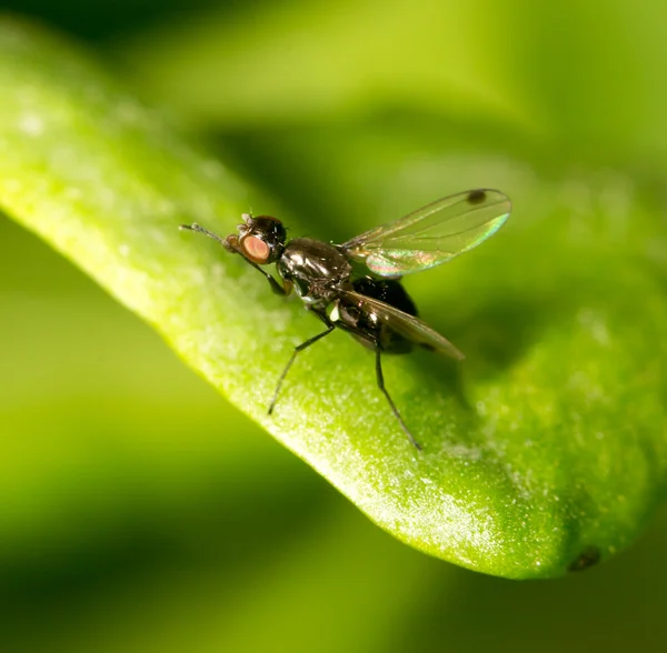 Naturaleza — Foto de Stock