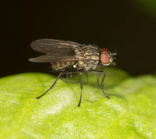 Naturaleza — Foto de Stock