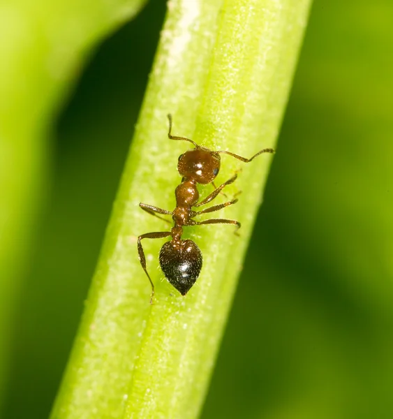 Nature — Stock Photo, Image