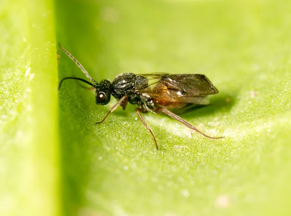 Natuur — Stockfoto