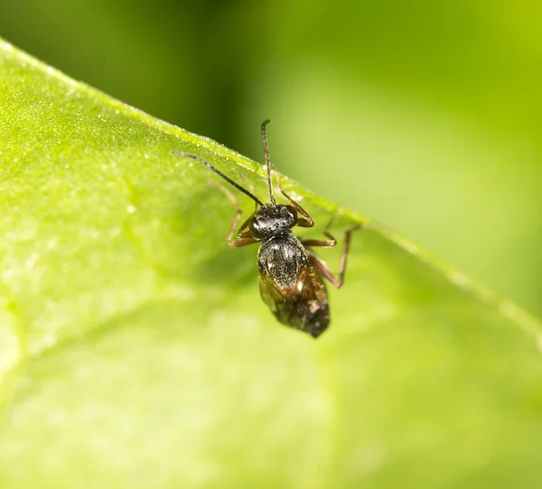 Natuur — Stockfoto