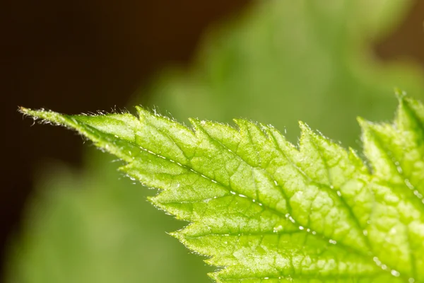 Natuur — Stockfoto