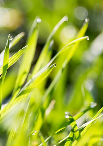 Natuur — Stockfoto