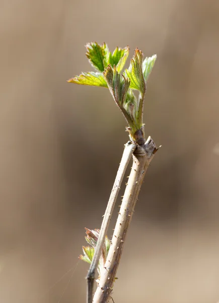 Natur — Stockfoto