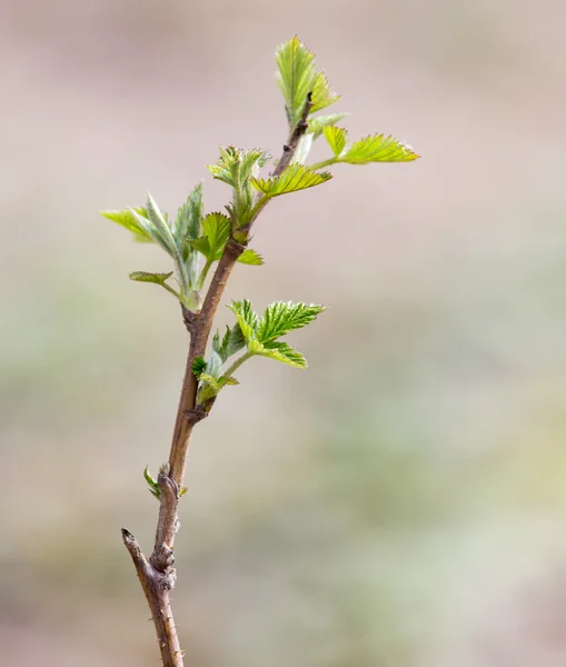 Naturaleza — Foto de Stock