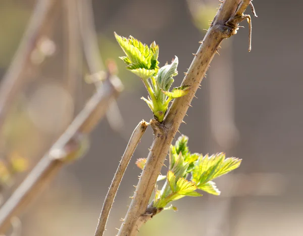 Natur — Stockfoto