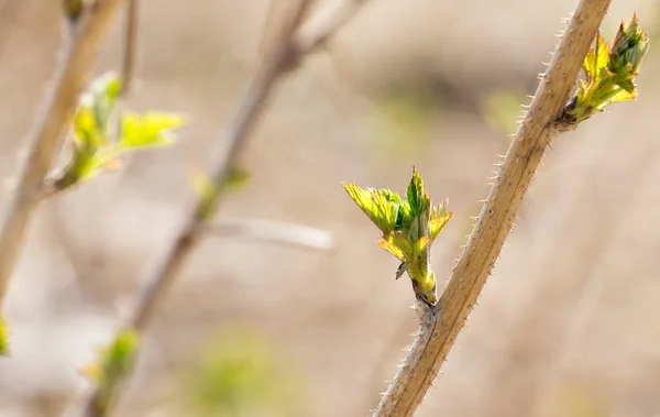 Natur — Stockfoto