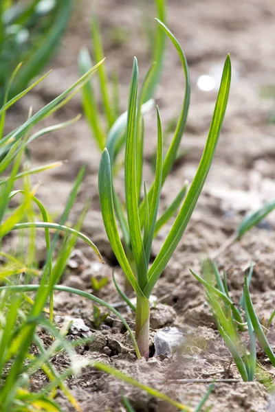 Nature — Stock Photo, Image