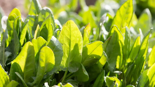 Nature — Stock Photo, Image