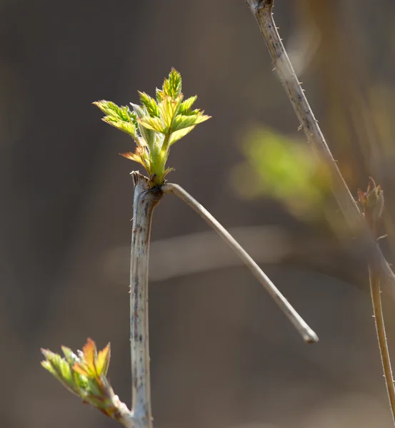 Natuur — Stockfoto