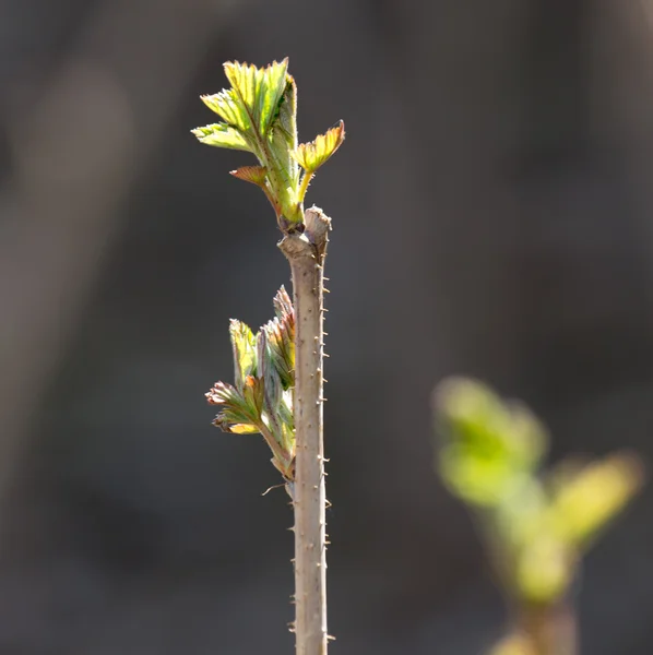 Natur — Stockfoto