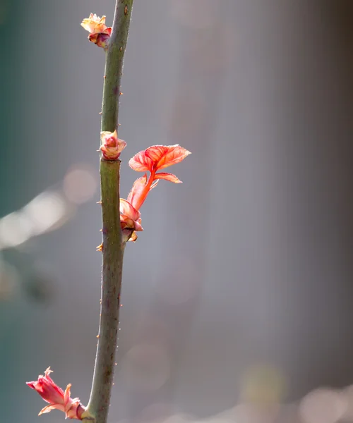 Naturaleza — Foto de Stock