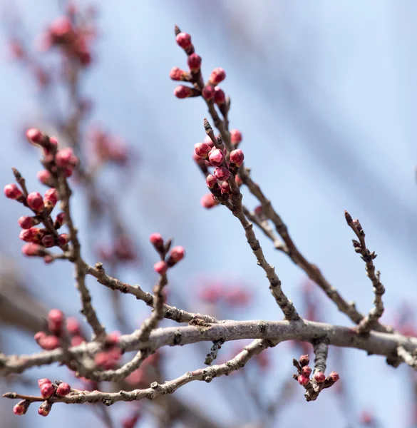 Natuur — Stockfoto