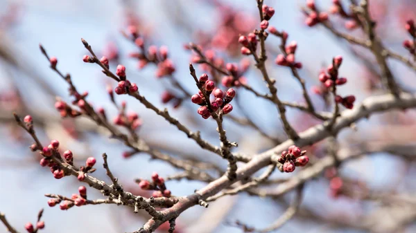 Natuur — Stockfoto