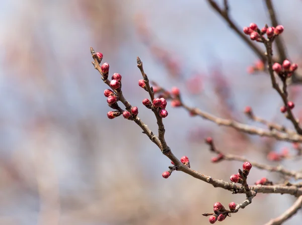 Natuur — Stockfoto