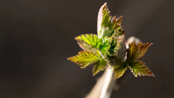 Natur — Stockfoto