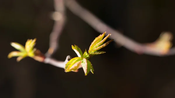 Natur — Stockfoto