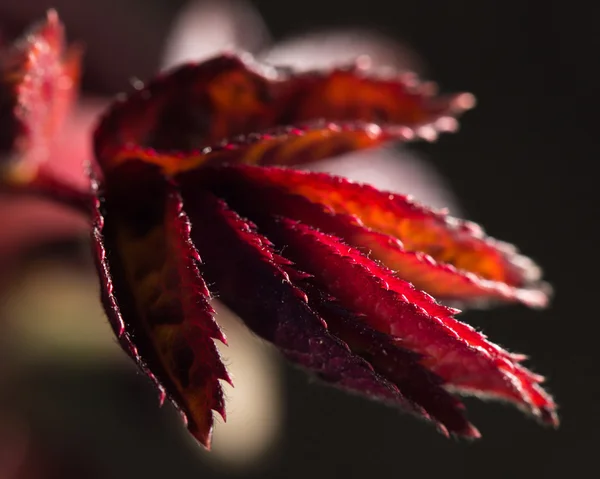 Naturaleza — Foto de Stock