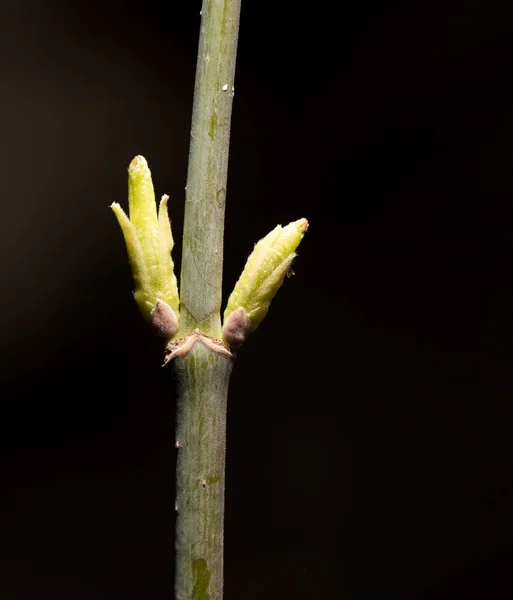 Natura — Foto Stock