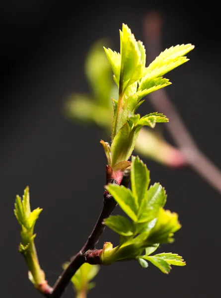 Naturaleza — Foto de Stock