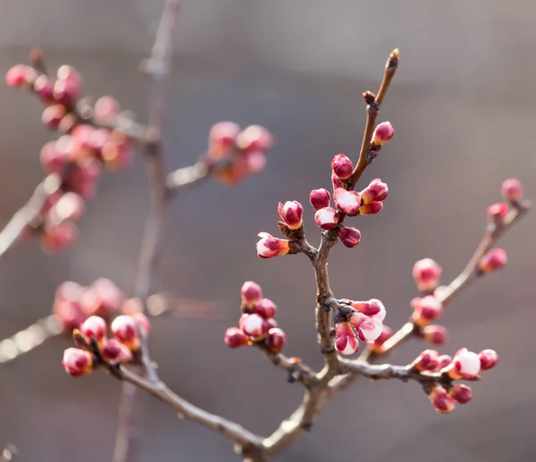 Natuur — Stockfoto