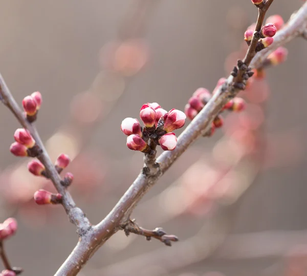 Natuur — Stockfoto