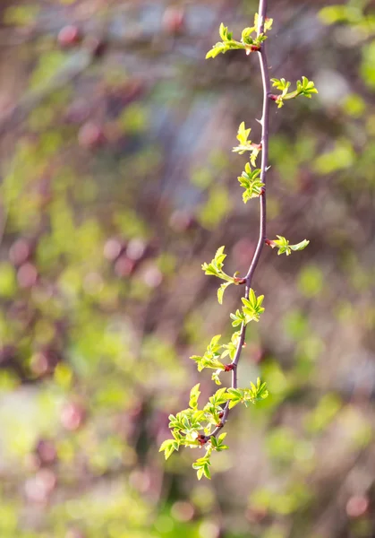 Natureza — Fotografia de Stock