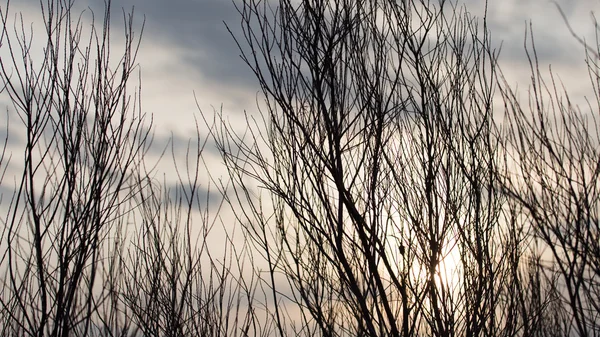 Natuur — Stockfoto