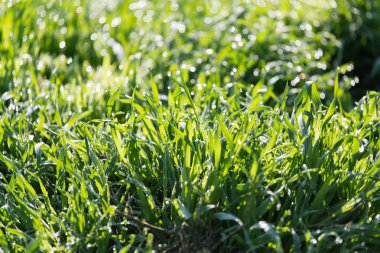 doğada yeşil çimenlerin üzerinde çiy
