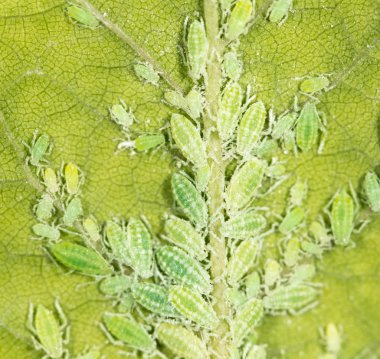 üzerindeki yeşil yaprak yaprak biti. Kapat