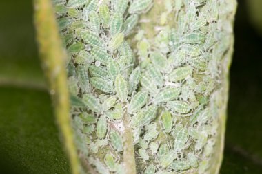 üzerindeki yeşil yaprak yaprak biti. Kapat