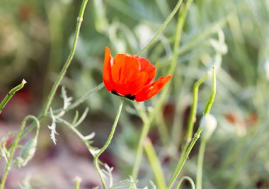 doğa alanında kırmızı haşhaş