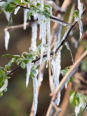 üzerinde bitki bahar