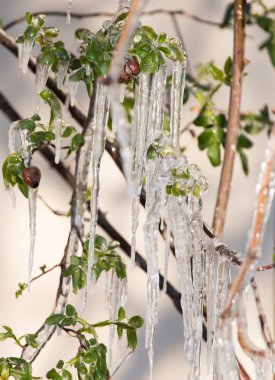 üzerinde bitki bahar