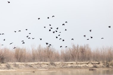 Kargalar gökyüzünde bir sürü ağaçlar çıplak dalları üzerinde