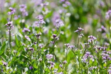 Doğadaki mavi çiçek