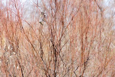 çıplak bir ağaç dalı