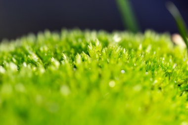 yeşil yosun niteliğine. yakın çekim