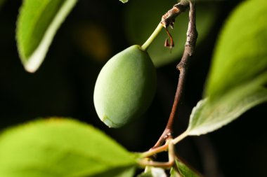 doğada olgunlaşmamış yeşil erik. Kapat