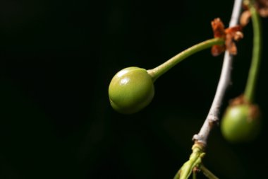 doğa olgunlaşmamış yeşil kiraz. Kapat